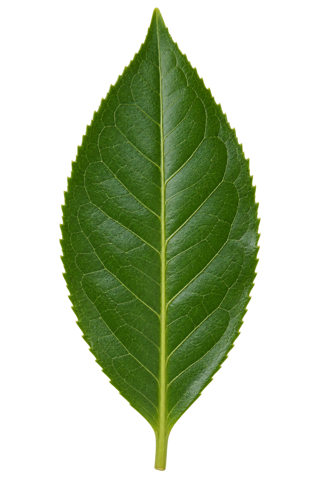 Tea leaf